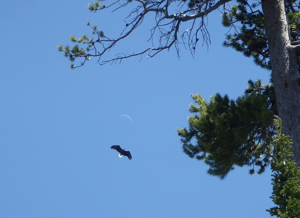 GDMBR: A lucky photograph of a Bald Eagle gliding overhead.